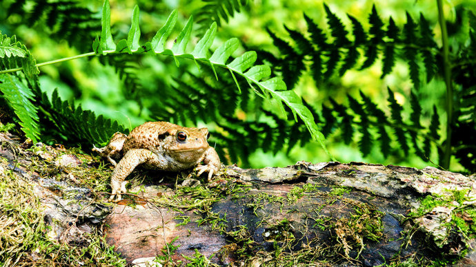 Toad perched on a damp log with ferns in the background