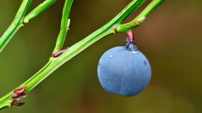 Bilberry (Vaccinium Myrtillus) Ripe Fruit