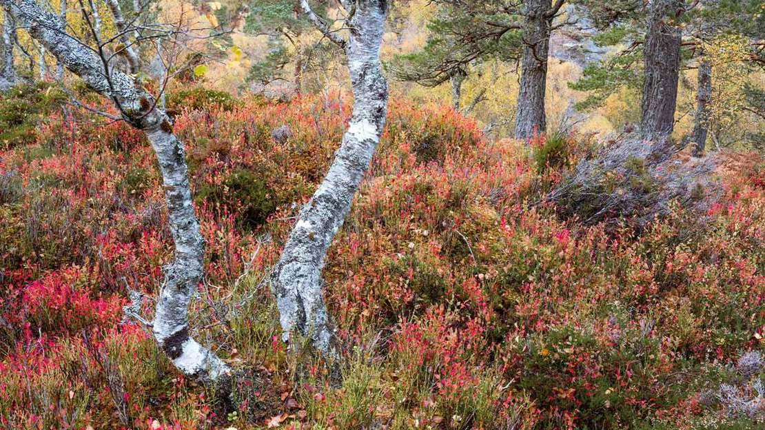 Silver Birch (Betula Pendula) Tree Growing Amongst Bilberry (Vaccinium Myrtillus) Bushes In Autumnal Woodland