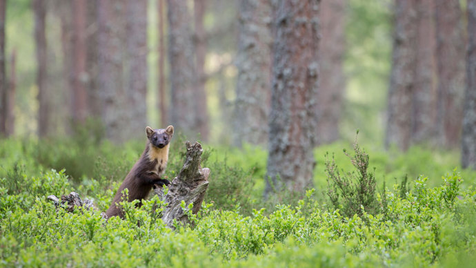 Pine Marten (Martes Martes) Standing On Hind Legs In Pine Woodland surrounded by bilberry shrubs