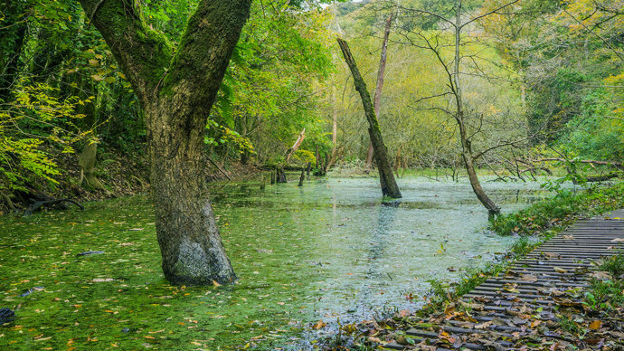 Algae covered water logged woodland with trees growing out of water and wooden walkway