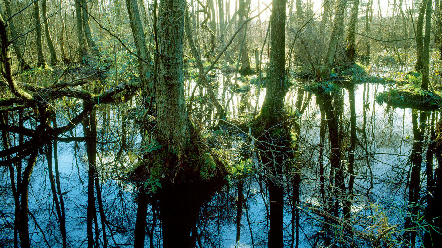 Wet Woodland - British Habitats - Woodland Trust