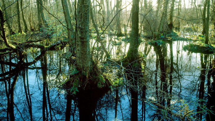 Waterlogged woodland with Alder growing above water and reflected