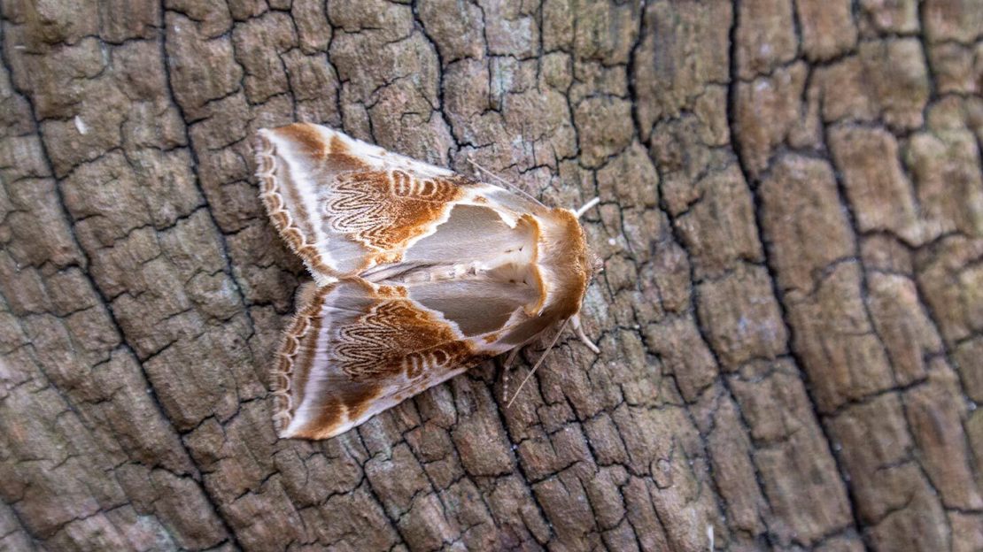 A smoky grey, white and bronze-coloured buff arches moth resting on a log