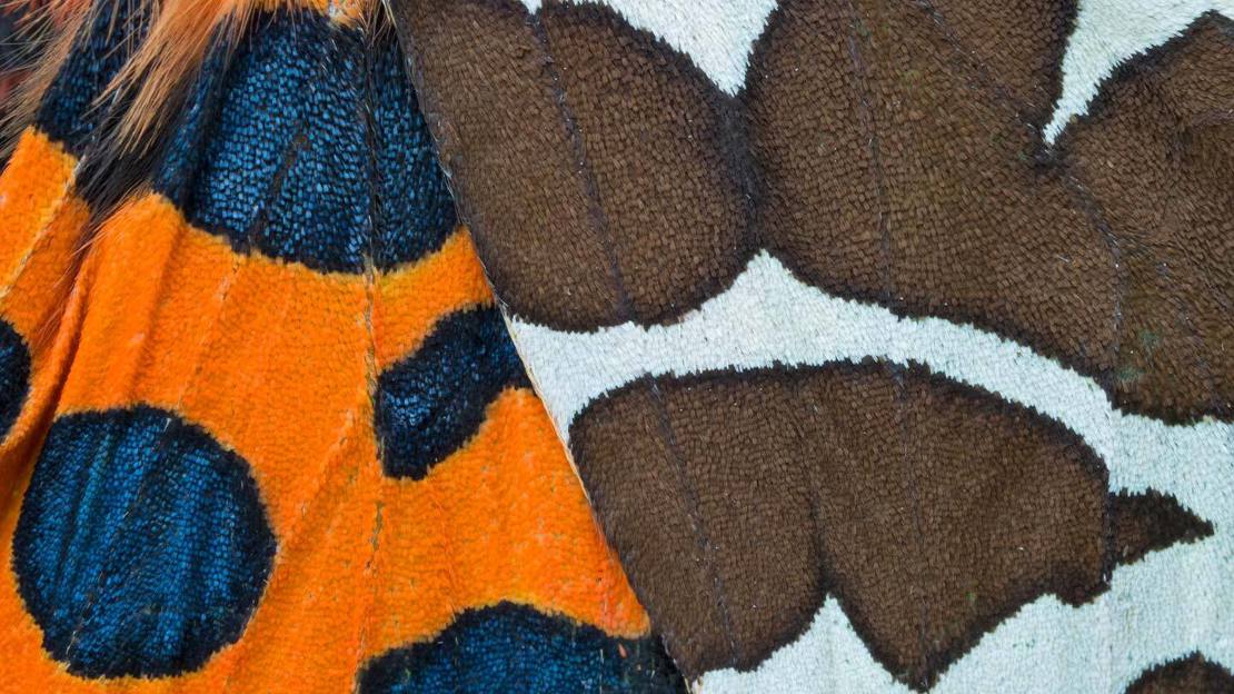 Close-up of the bright orange and deep blue-spotted, and white and chocolate brown striped wings of a garden tiger moth