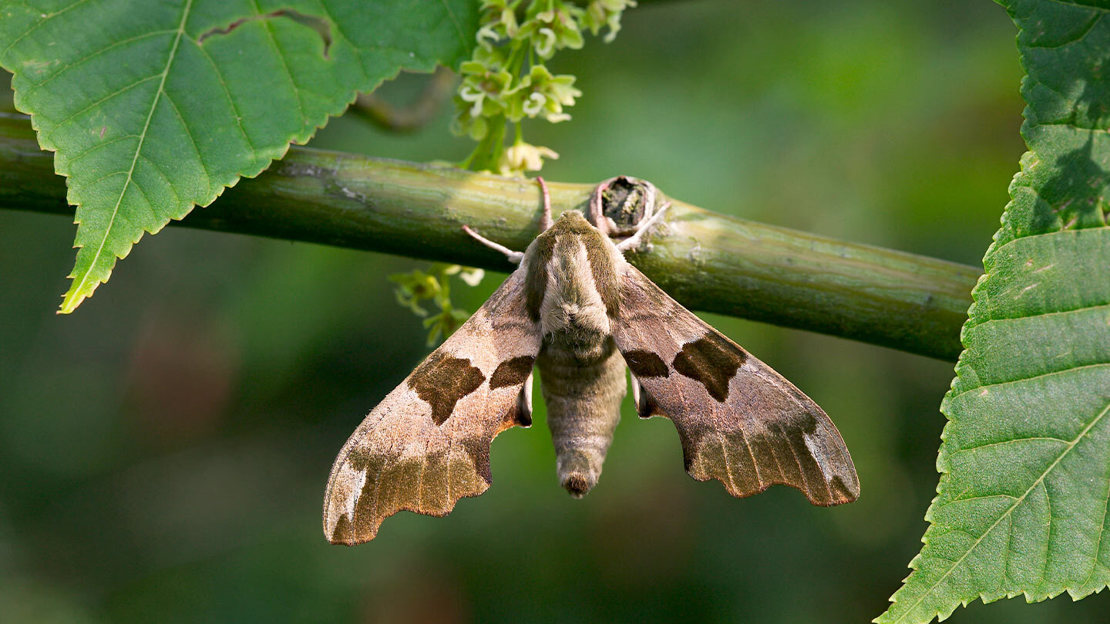 A lime hawkmoth resting on a stick and displaying its pastel green and pink-coloured wings in the sunshine