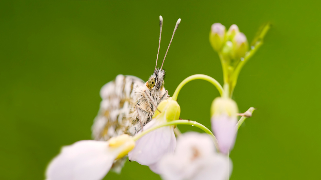 Close-up of a male orange-tip butterfly facing the camera as it rests on a sprig of cuckooflower