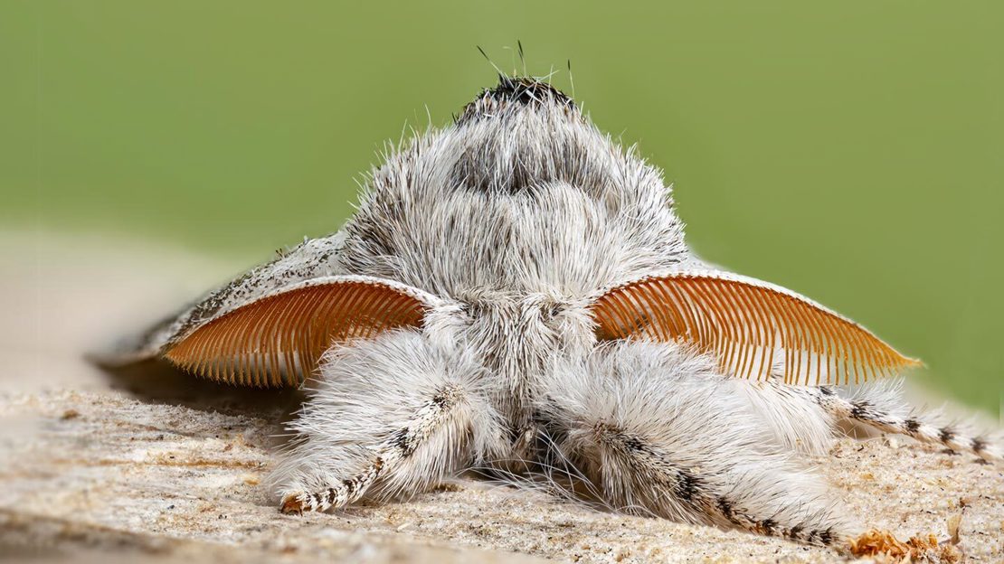 Head-on shot of a pale tussock moth covered in fuzzy grey hair and showing 'combed' antennae