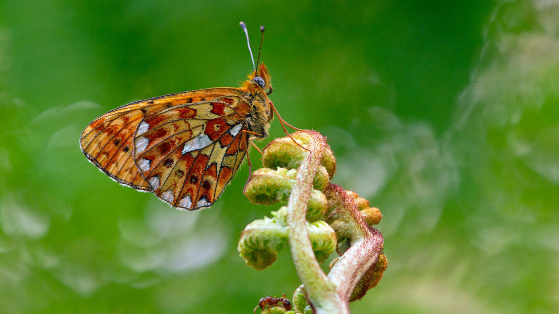 A pearl-bordered fritillary butterfly resting on a fern with its wings held up to reveal a bright spotted pattern underneath