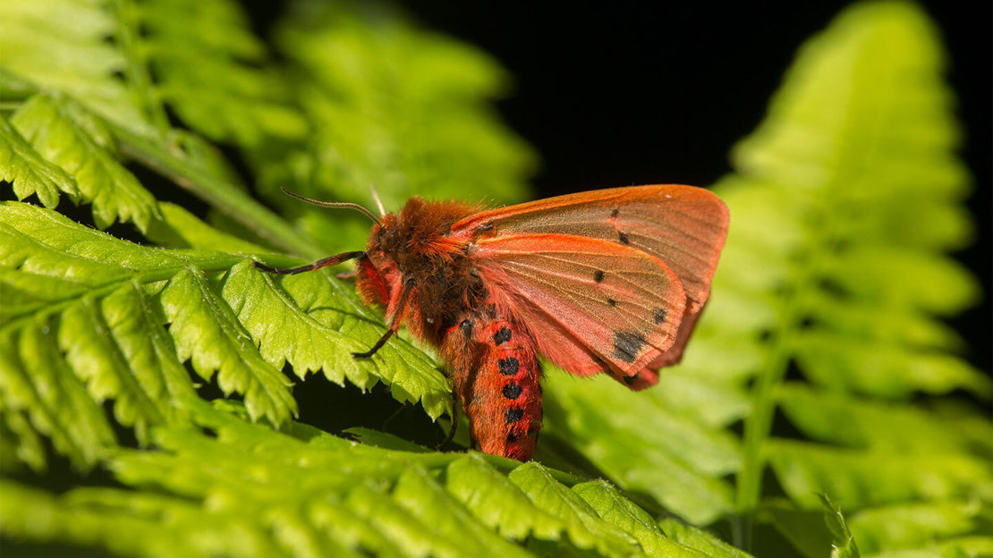 A fluffy ruby tiger moth, shot in profile as it perches on a leaf and lifts its wings to reveal black spots on its deep red thorax