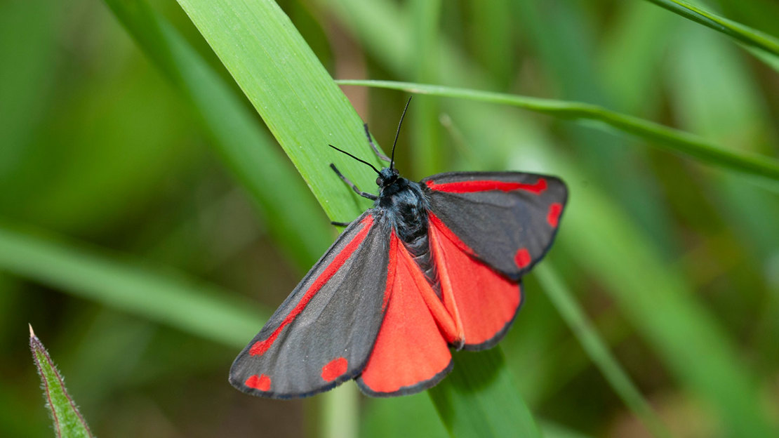 A bright red and black cinnabar moth perched on a blade of grass with its wings open