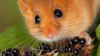 Dormouse on leaf