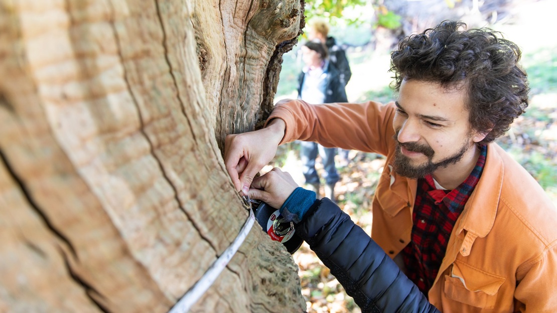 A man holds a tape measure around the trunk of an ancient tree