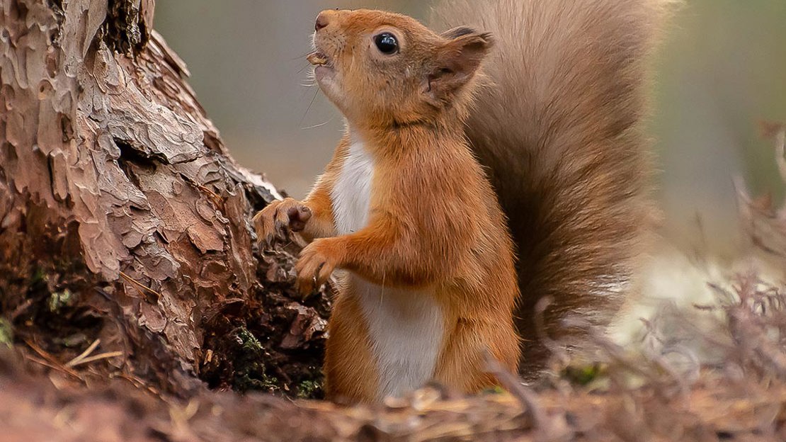 Red Squirrel holding pine cone scale in mouth