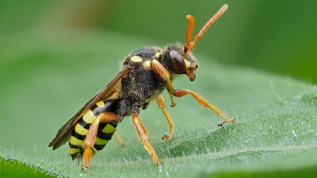 Side profile of a waspy-looking Gooden's nomad bee standing on a green leaf