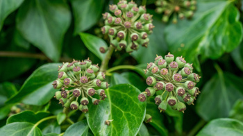 Ivy fruit
