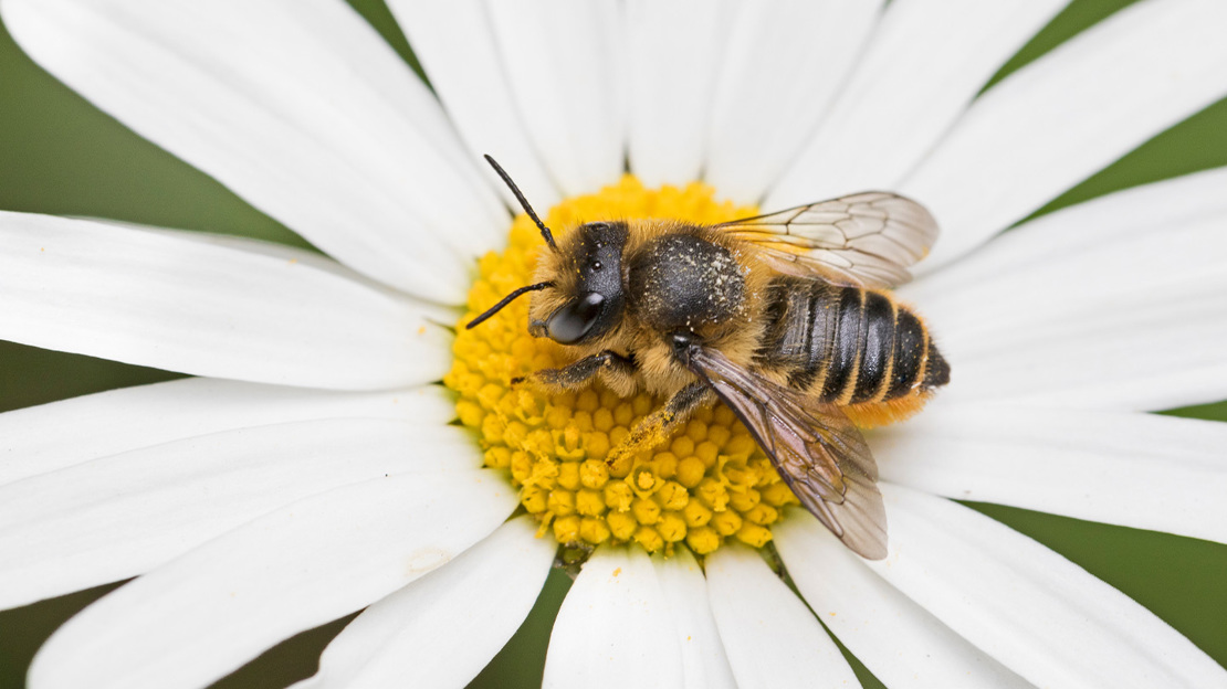 Close-up of a female patchwork leafcutter bee resting on the yellow centre of a daisy