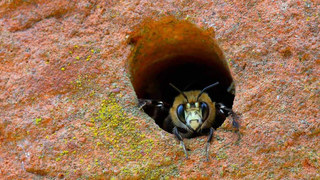 Close-up of a male hairy-footed flower bee's face peeping out of a hole in a red brick wall