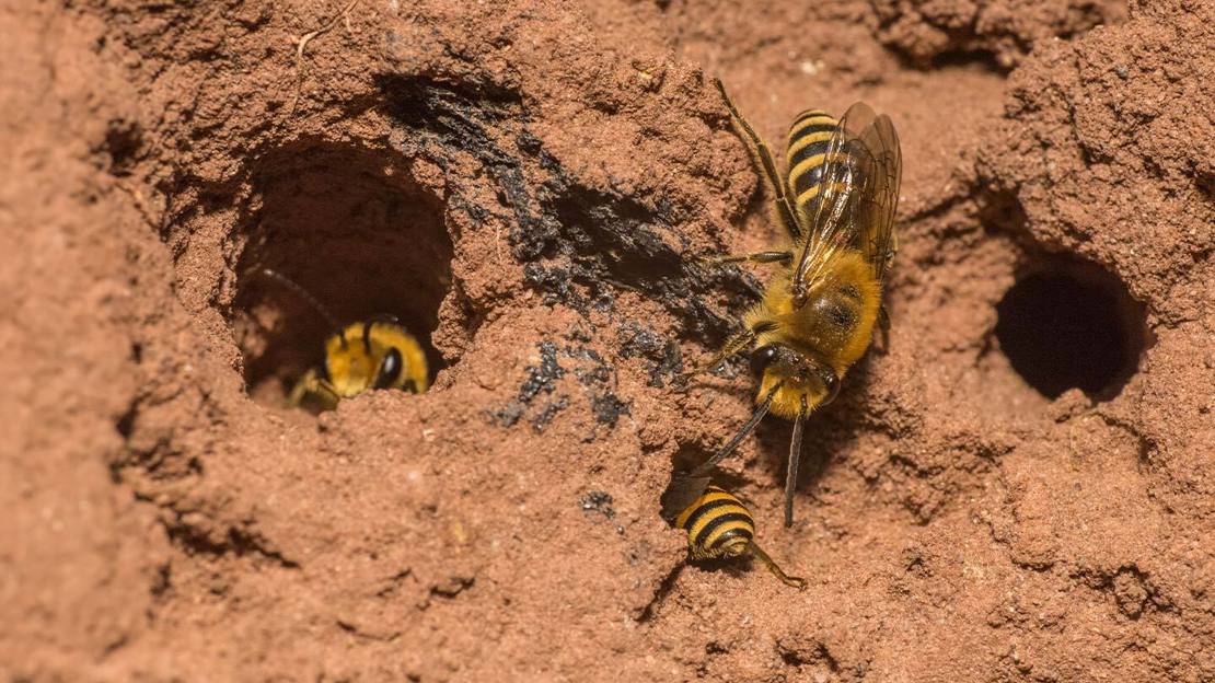 Multiple male ivy bees standing around nest holes in an orange sandy bank