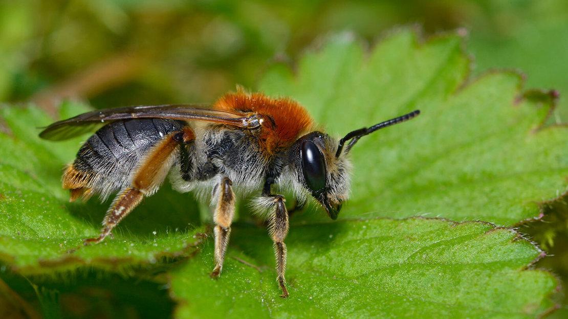 Side profile of a fluffy orange female early mining bee standing on a green leaf