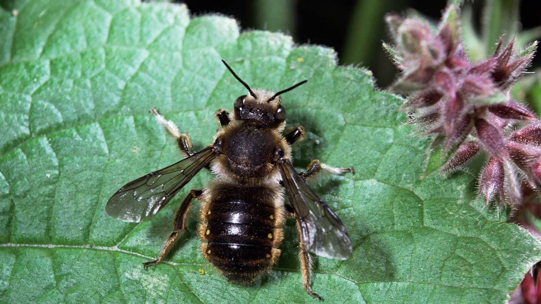 A wool carder bee resting on a leaf and displaying its black abdomen with yellow spots on the side