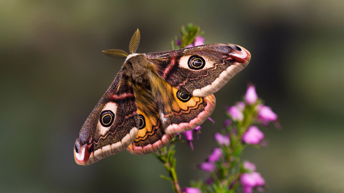 Male emperor moth with eye spots on its pink and orange toned wings, resting on pink heather plants