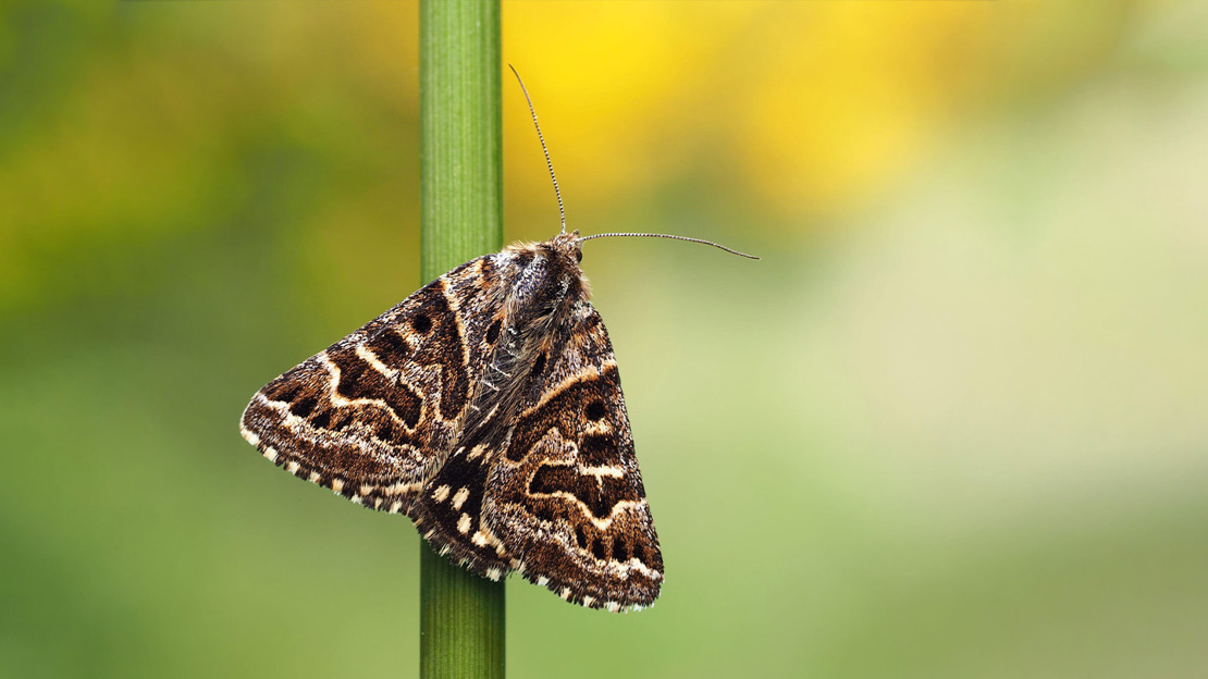 Mother Shipton moth resting on a plant stem, with markings on its wings that look like a witch's face facing the camera