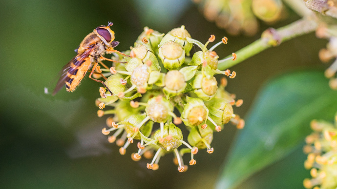 Hoverfly feeding from ivy flowers