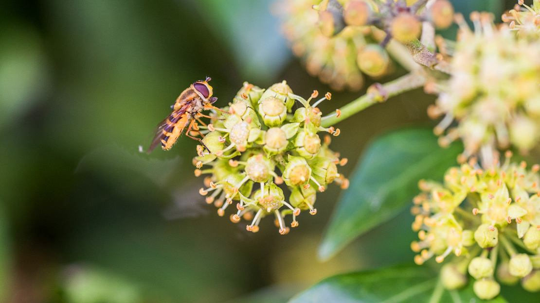 Hoverfly feeding from ivy flowers