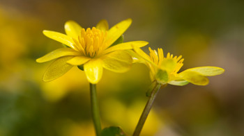 Lesser celandine flowers in woodland