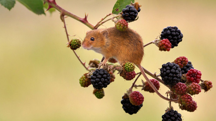 Harvest mouse on bramble near blackberry fruits