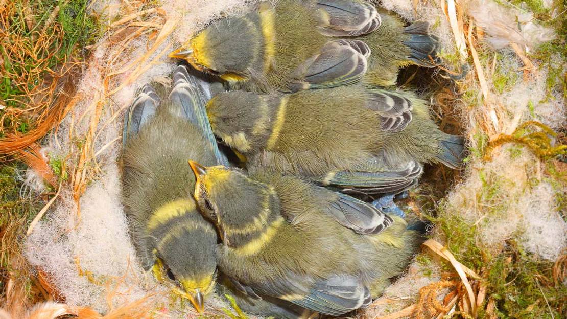 Blue tit chicks in nest