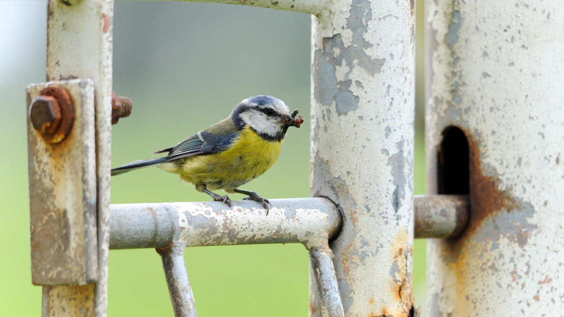 Blue tit with a bug in its beak perched on a rusty metal gate