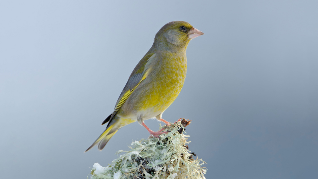 Greenfinch (Carduelis chloris) adult male in winter
