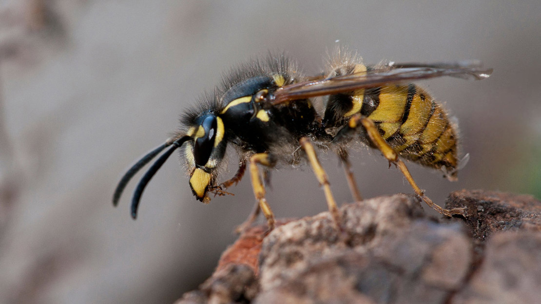 Queen common wasp