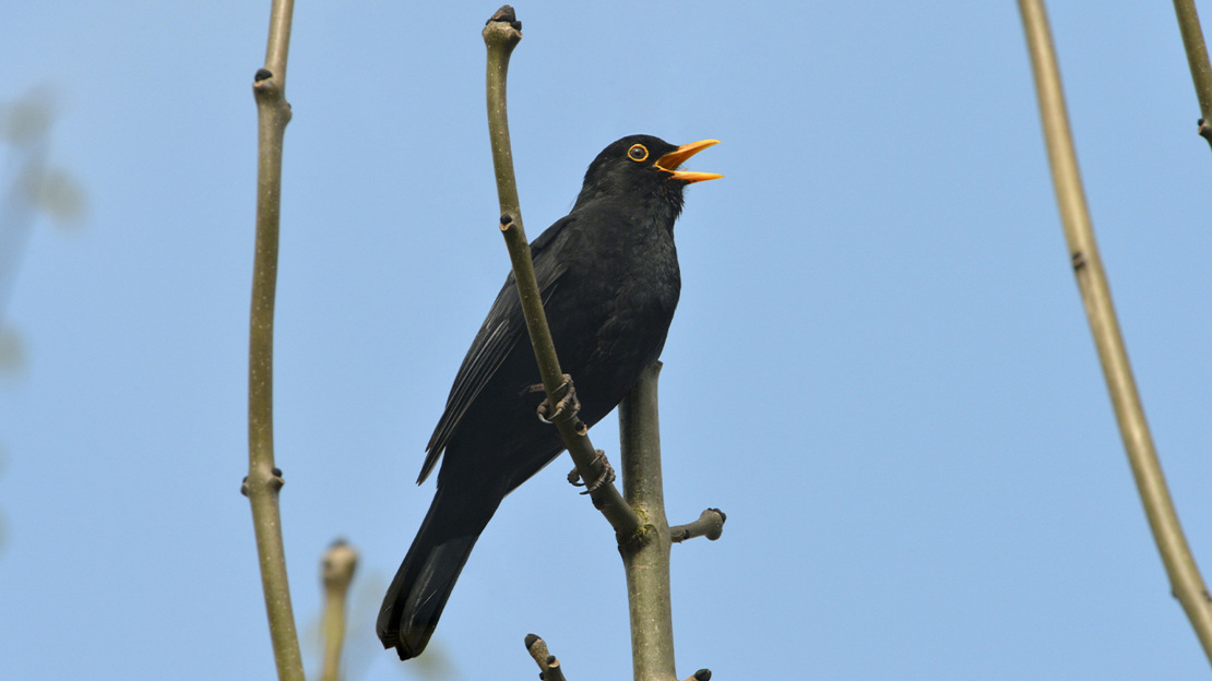 Male blackbird singing