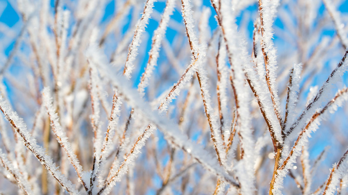 Hoarfrost on thin tree brances