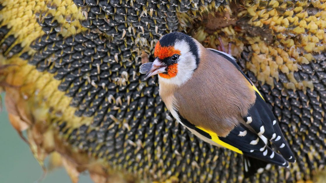 Goldfinch on a sunflower eating the seeds