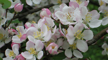 Crab apple blossom 