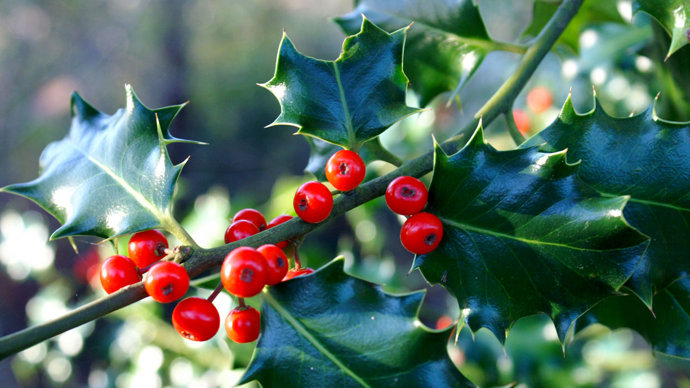 Holly leaves and berries