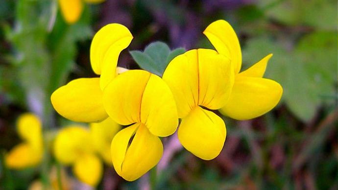 Bright yellow flowers of Birds Foot Trefoil