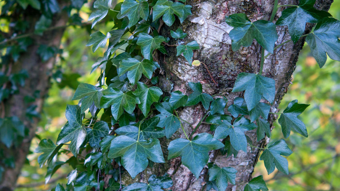 Ivy growing on a birch tree trunk