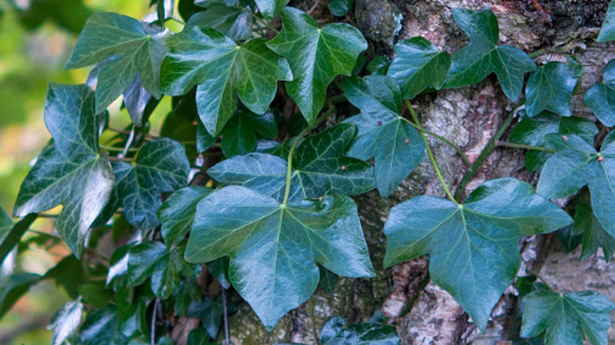 Ivy growing on a birch tree trunk