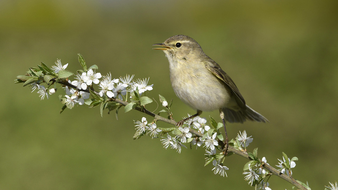 Chiffchaff singing while perched on a branch