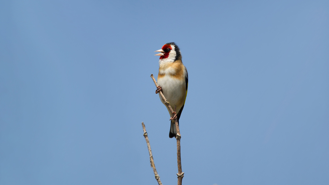 Goldfinch singing