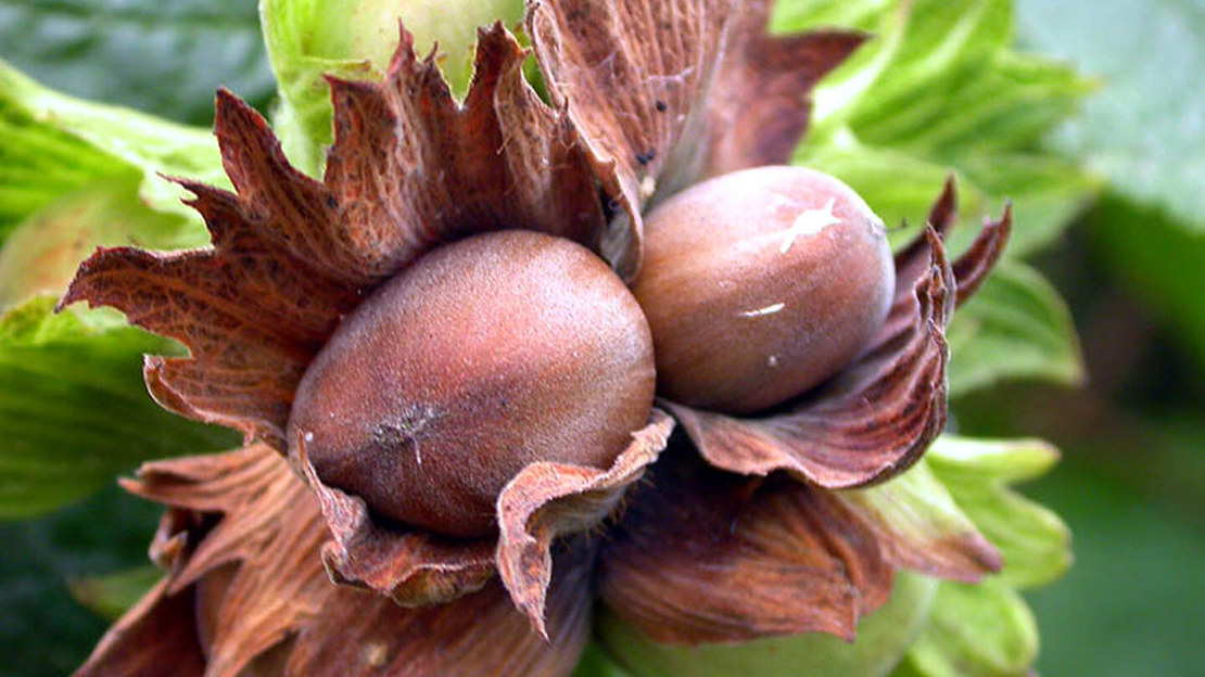 Ripe hazelnuts
