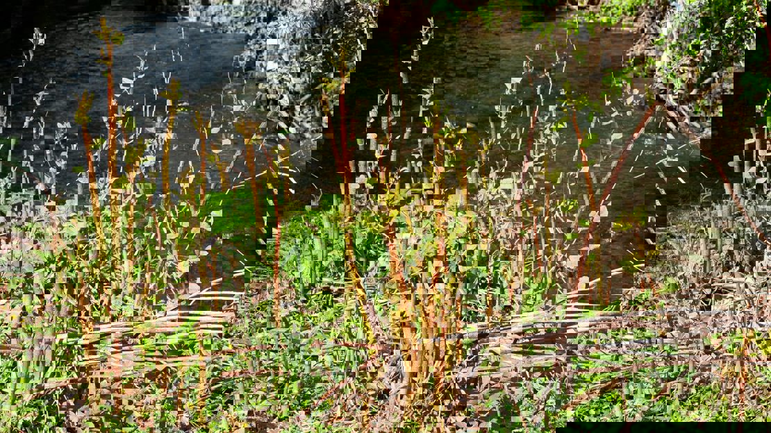 Several brown stems topped with young green leaves on a river bank