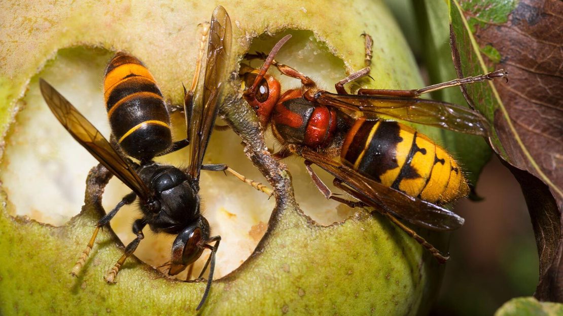 Close up of an Asian hornet and a Europea hornet eating a pear