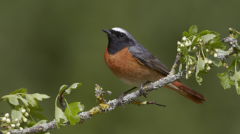 Male redstart on hawthorn branch Male redstart on hawthorn branch