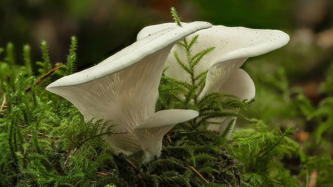 Angel's wings poisonous fungi growing on rotting pine wood